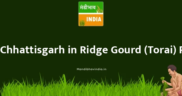 Ridge Gourd (Torai) भाव